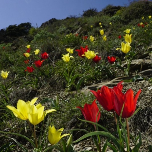 Tulipa sosnowski & florenskyi